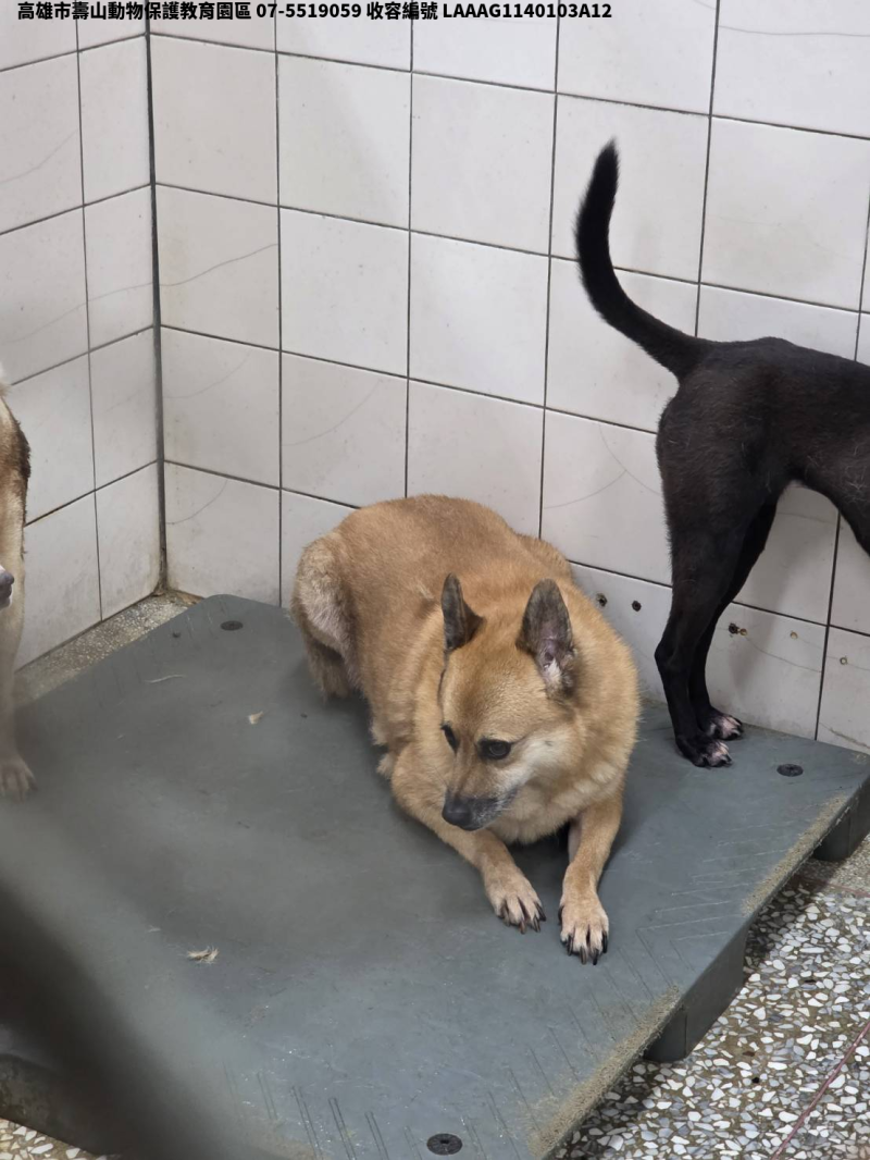 領養大型黃色母犬
