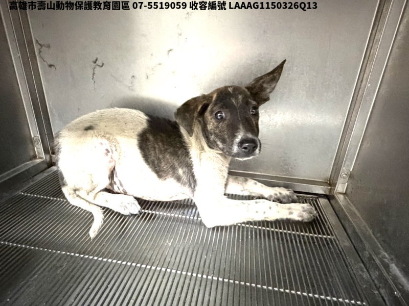 領養小型花色公犬