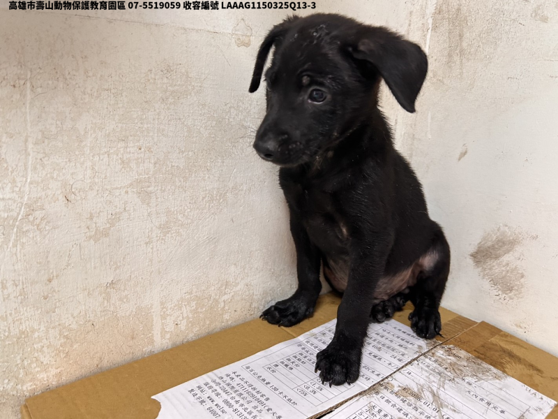 領養小型黑色公犬