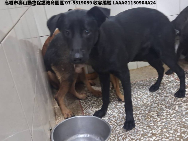 領養大型黑色公犬