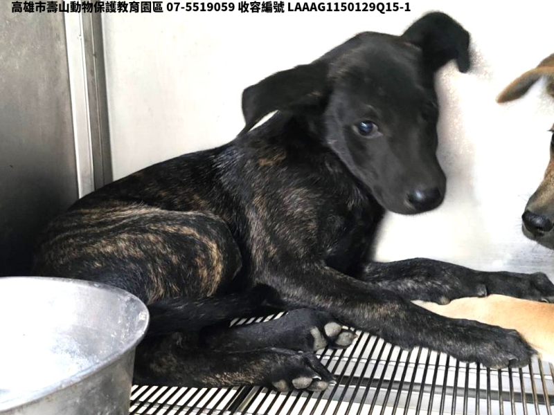 領養小型虎斑色公犬