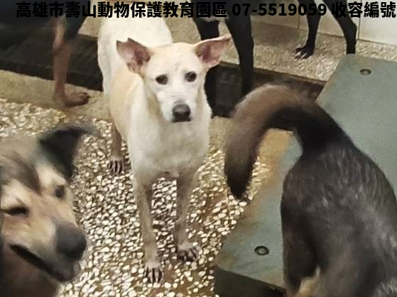領養大型白色母犬