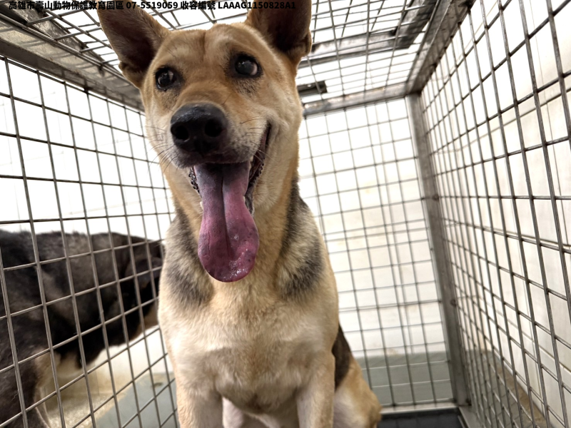 領養大型黃色母犬