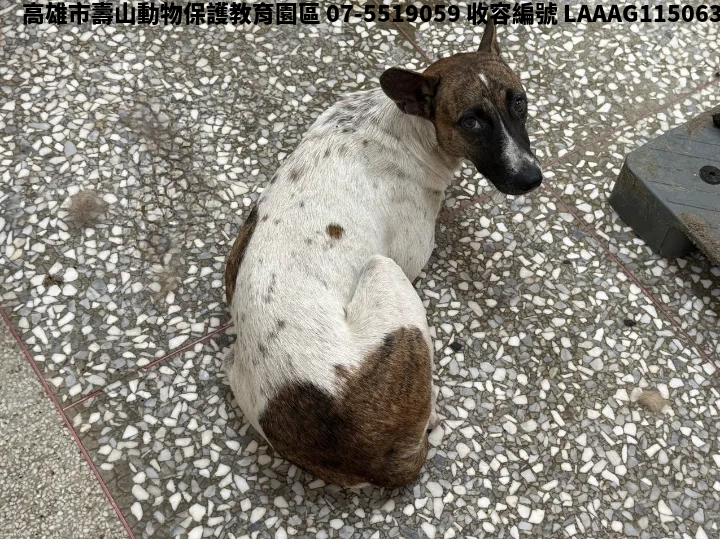 領養大型花色母犬