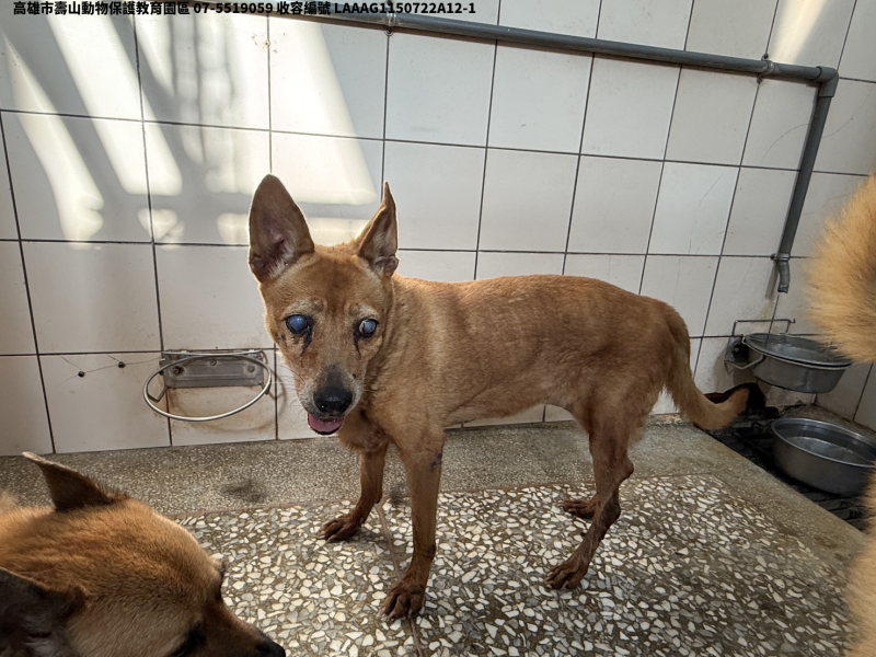 領養大型黃色母犬