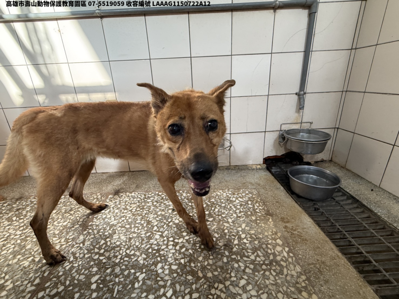 領養大型黃色母犬