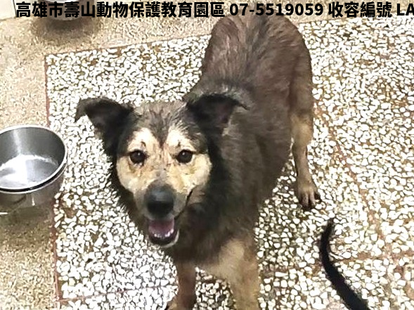 領養大型黃色公犬