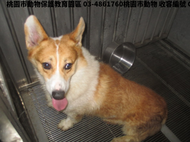 領養中型黃白色公犬