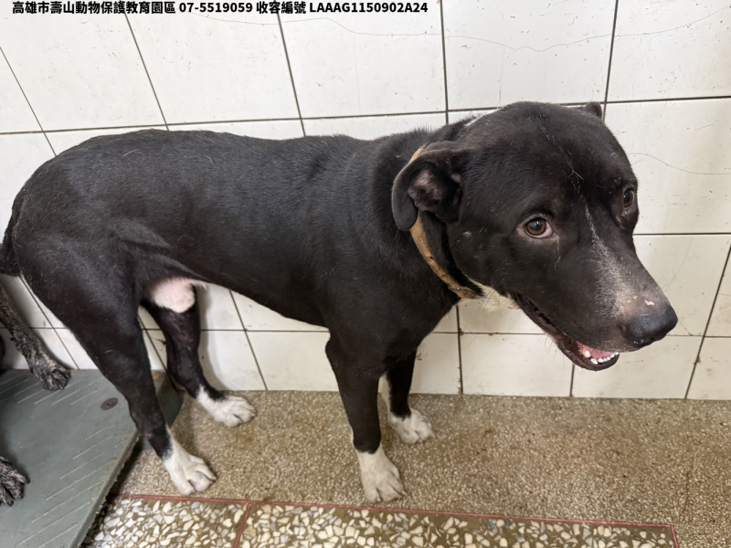 領養大型黑色公犬