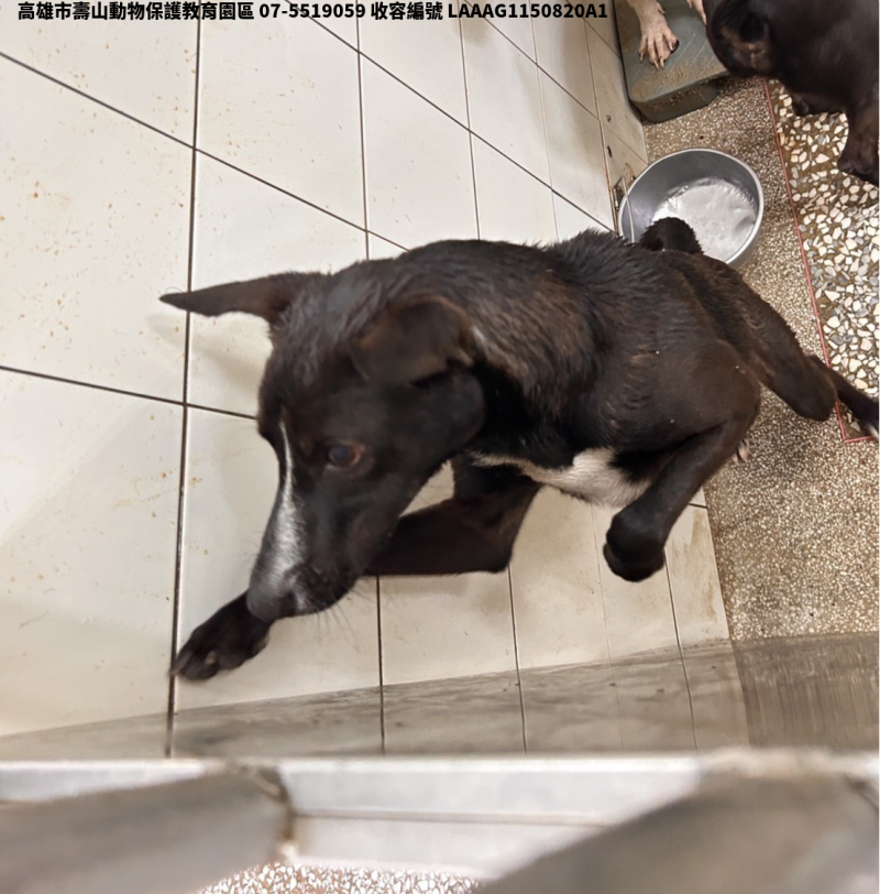 領養大型黑色公犬