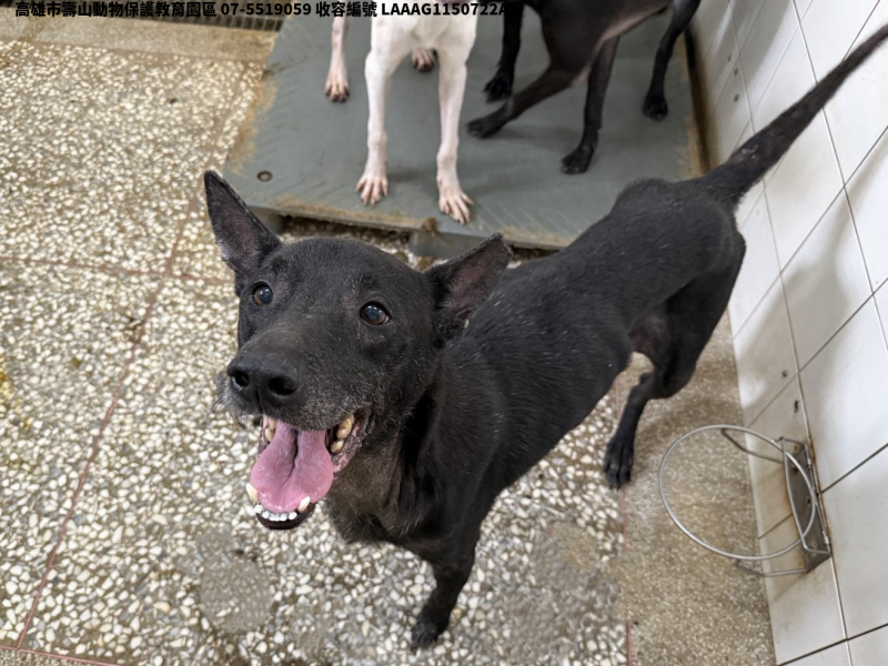 領養大型黑色公犬