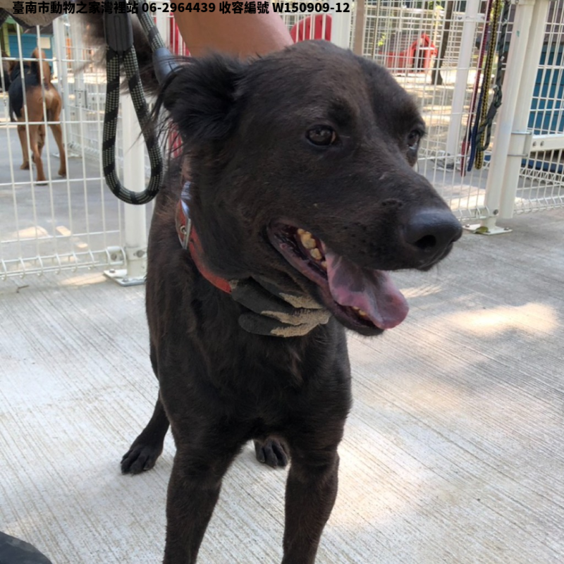 領養中型黑色母犬