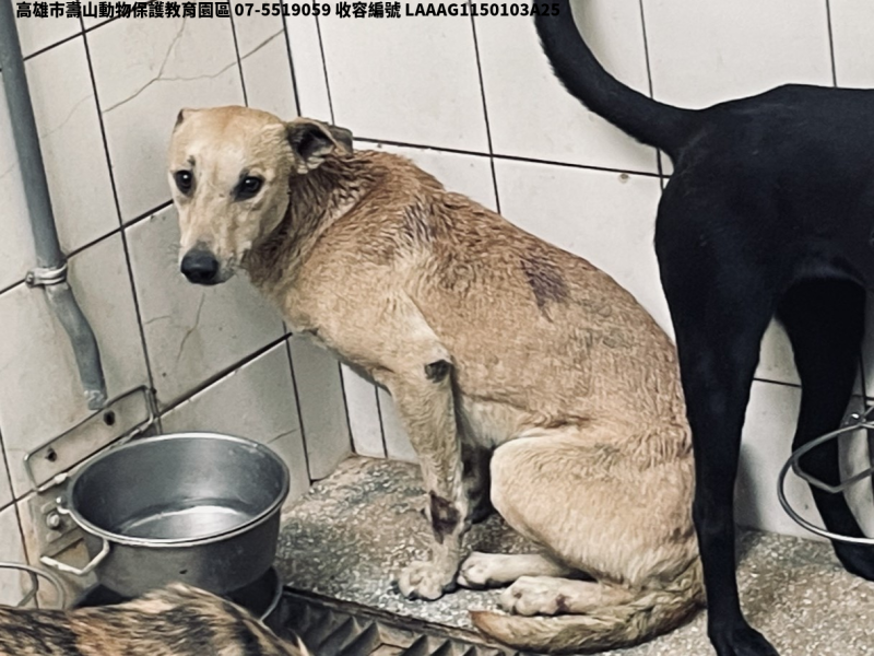 領養大型黃色母犬