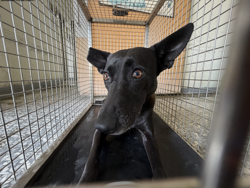 領養大型黑色公犬