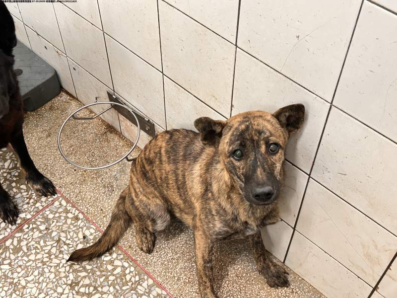 領養大型虎斑色公犬