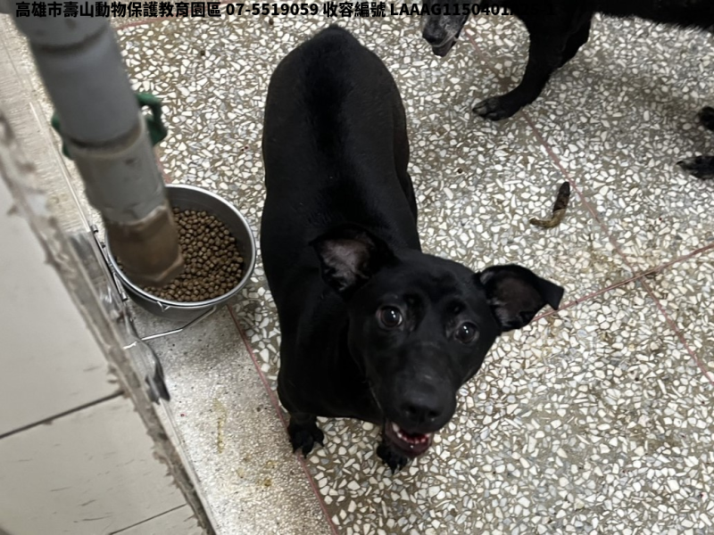 領養大型黑色母犬