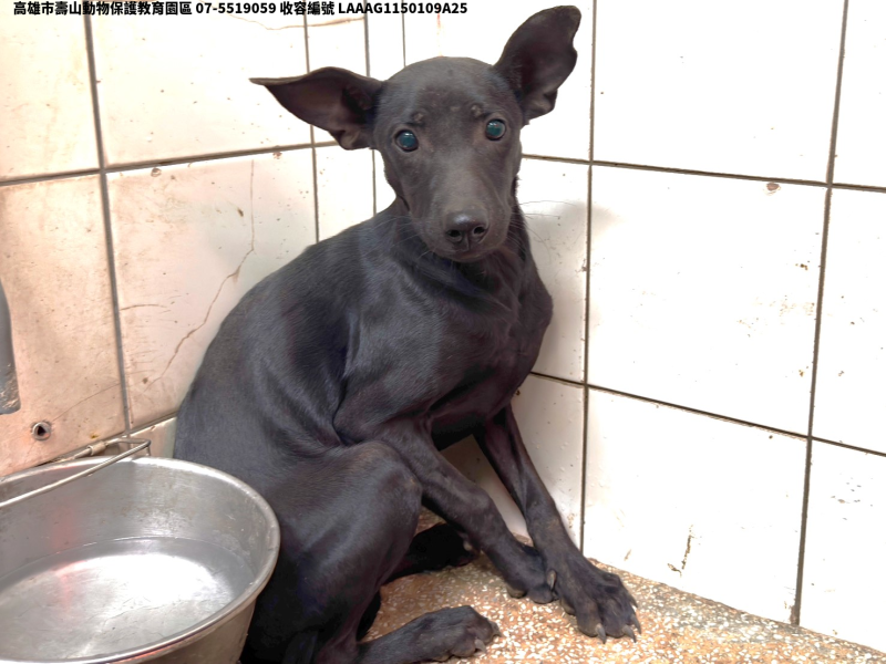 領養大型黑色母犬