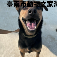 領養中型黑黃色母犬