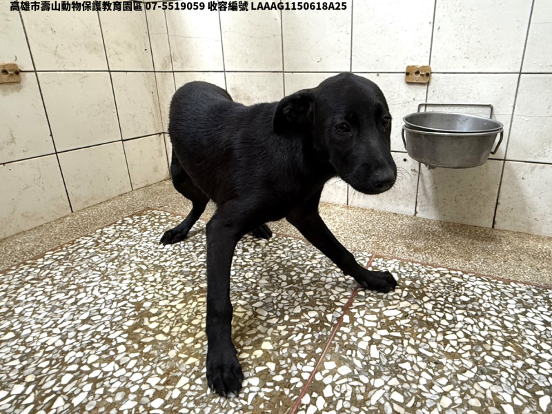 領養中型黑色母犬