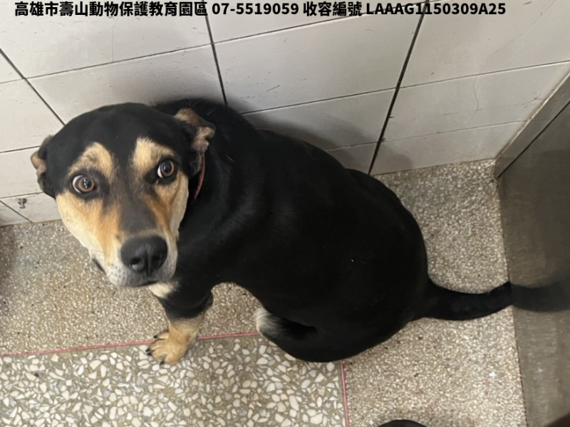 領養大型黑色母犬