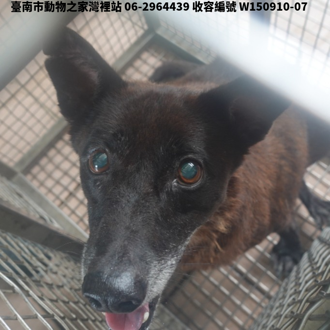 領養中型黑色母犬