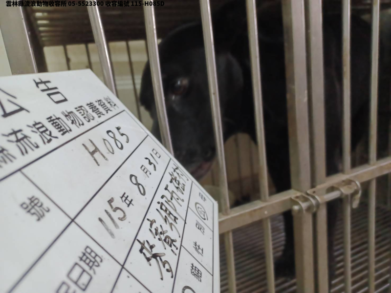 領養大型黑色公犬