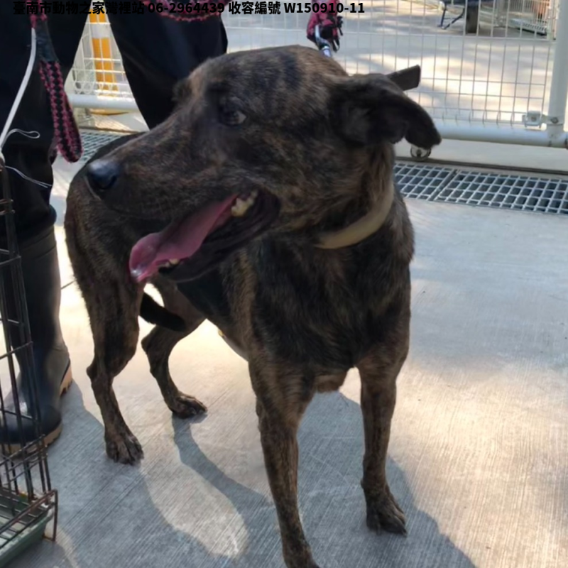 領養中型黑虎斑色母犬