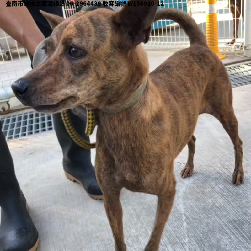 領養中型虎斑色公犬
