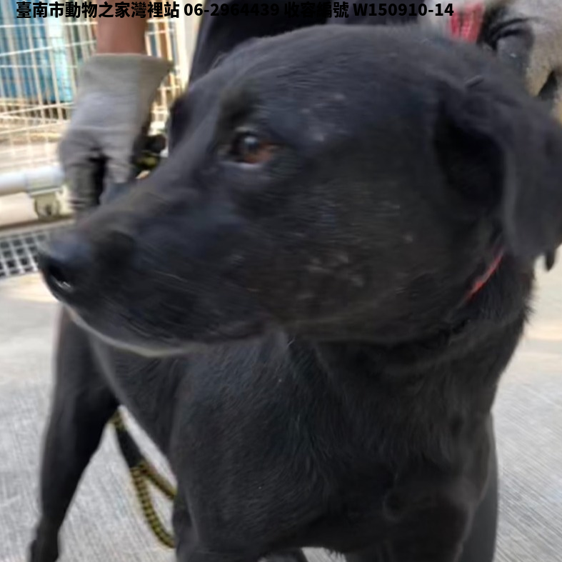 領養中型黑色母犬
