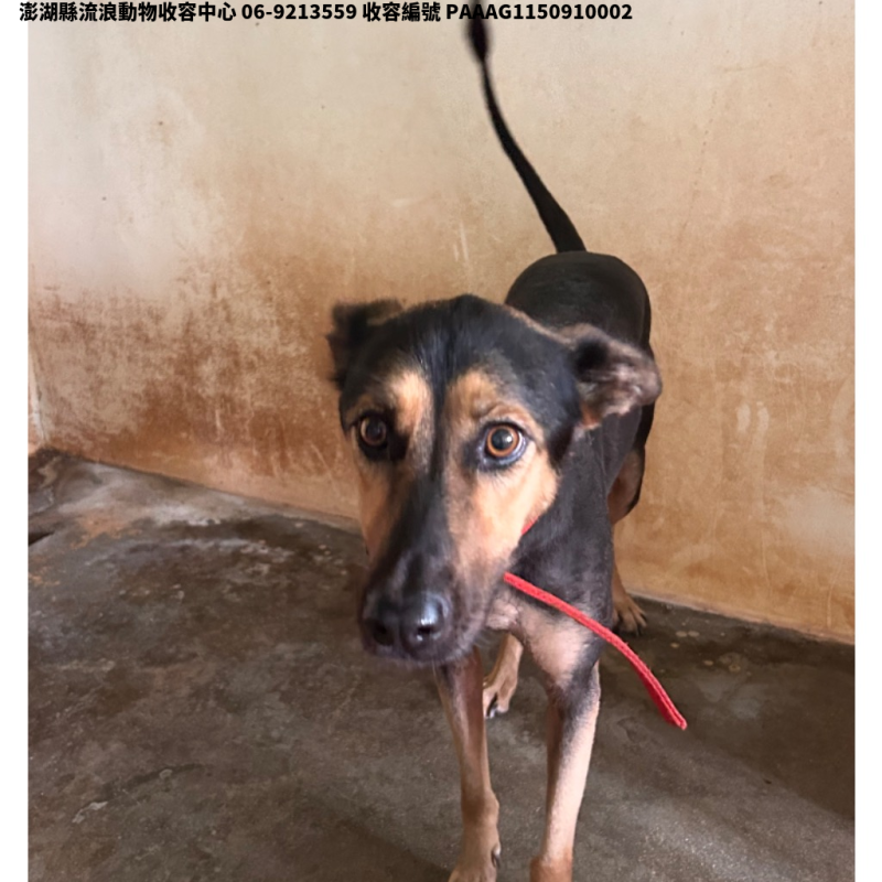 領養大型黑黃色母犬