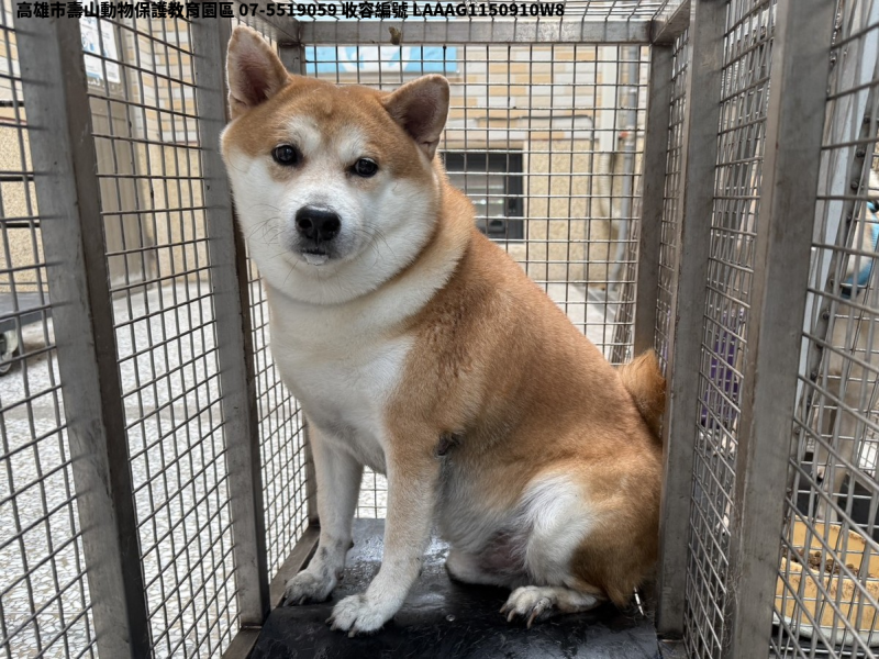 領養中型黃色公犬