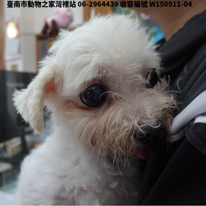 領養中型白色公犬