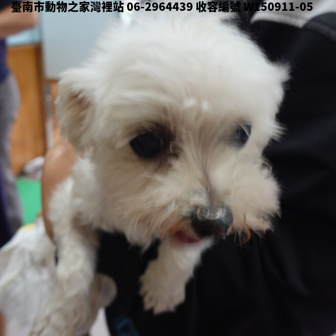 領養中型白色公犬