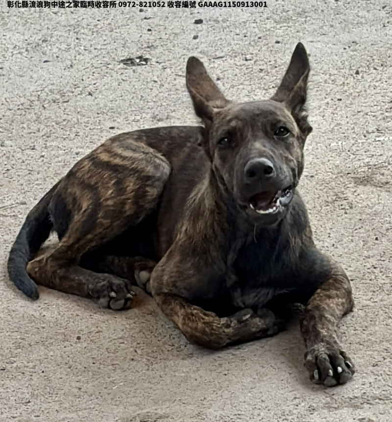 領養小型虎斑色母犬