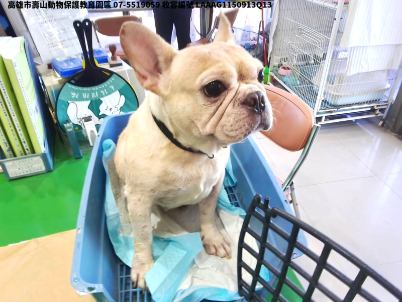 領養中型黃色母犬