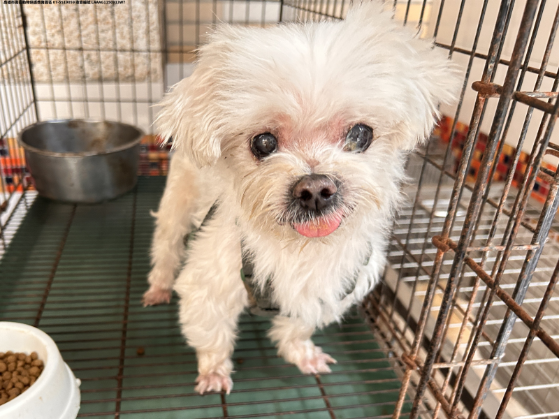 領養小型白色母犬