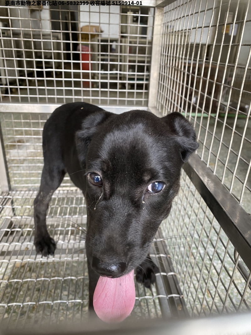 領養小型黑色母犬