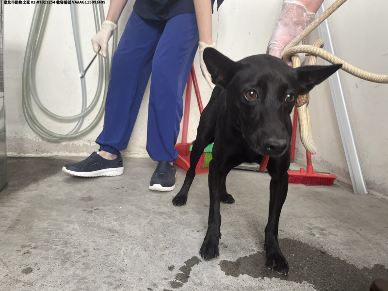 領養中型黑色母犬