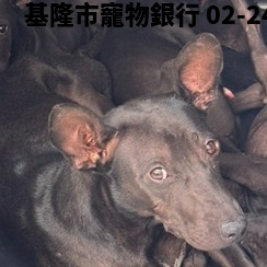 領養大型黑色母犬