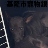 領養小型黑色公犬