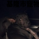 領養小型黑色公犬