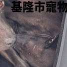 領養小型黑色公犬