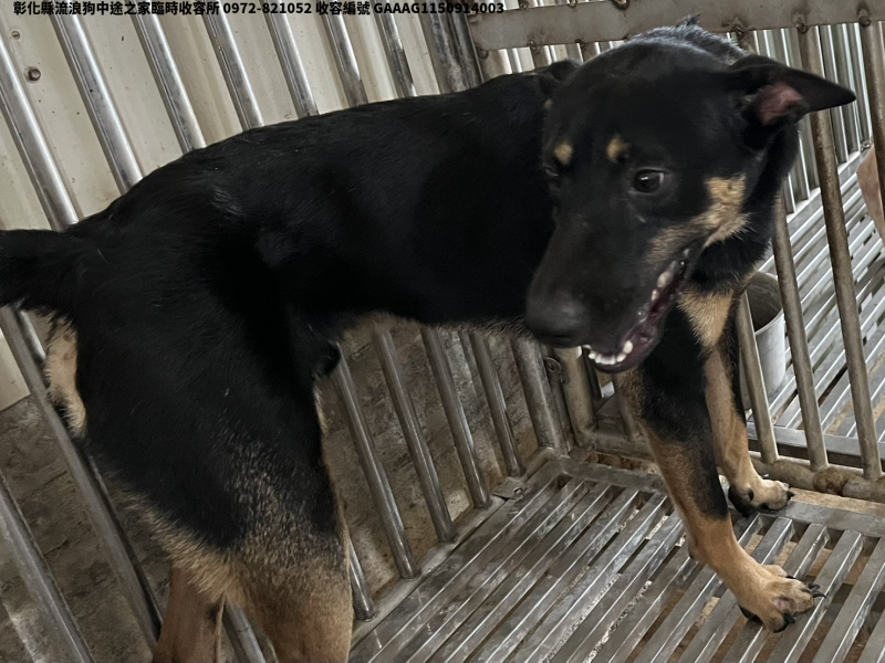 領養中型黑黃色公犬