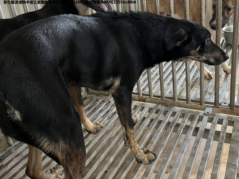 領養中型黑黃色公犬