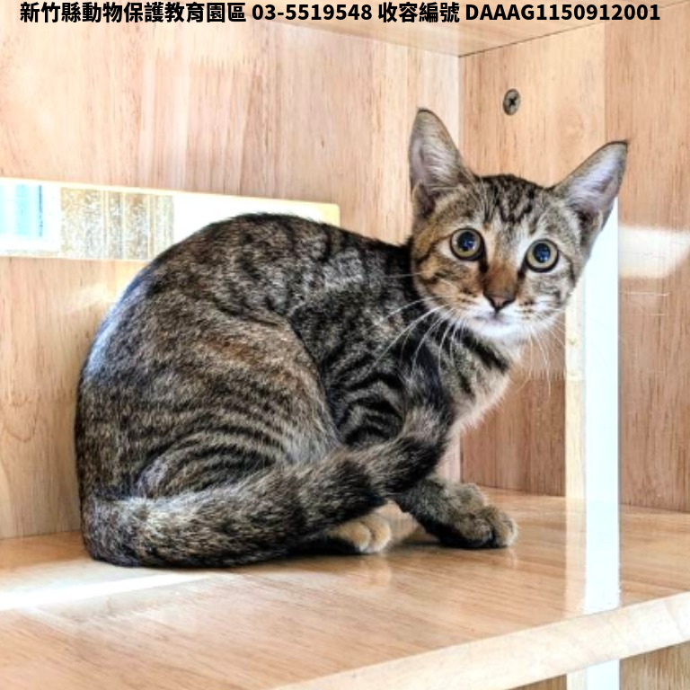 領養小型虎斑色母貓