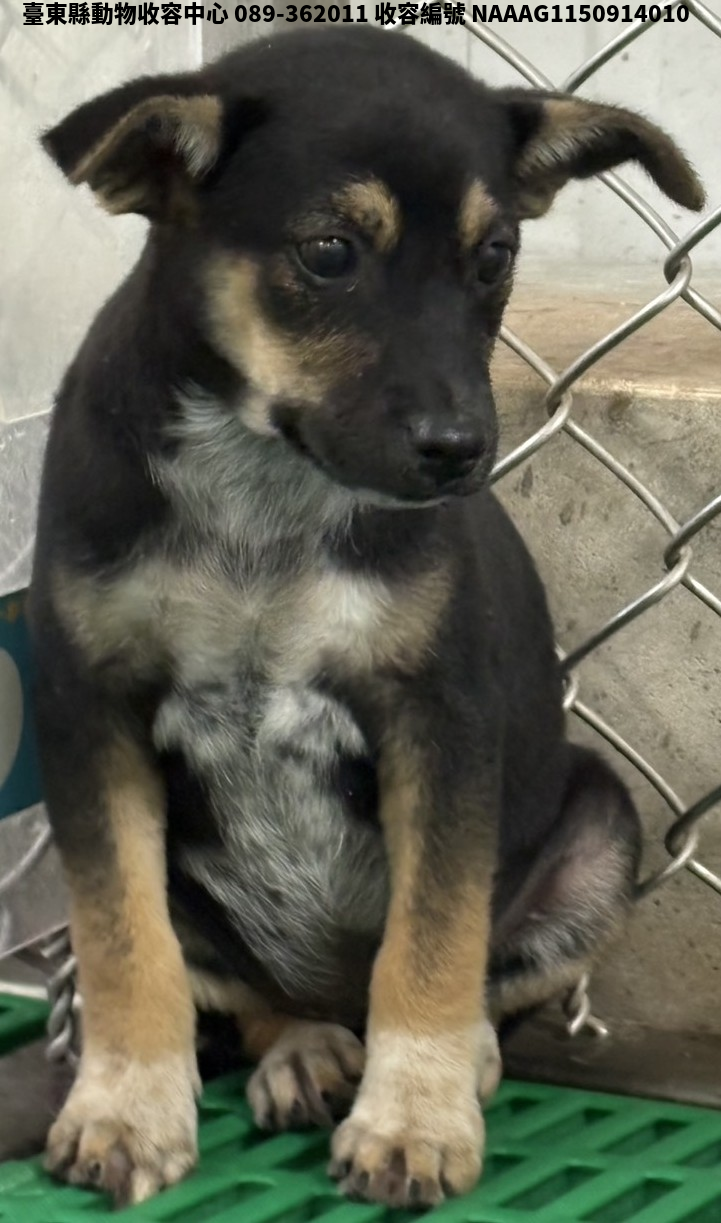 領養小型黑黃色母犬