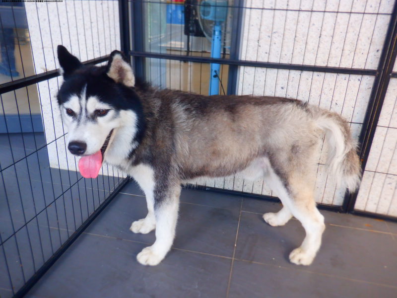 領養中型黑白色公犬
