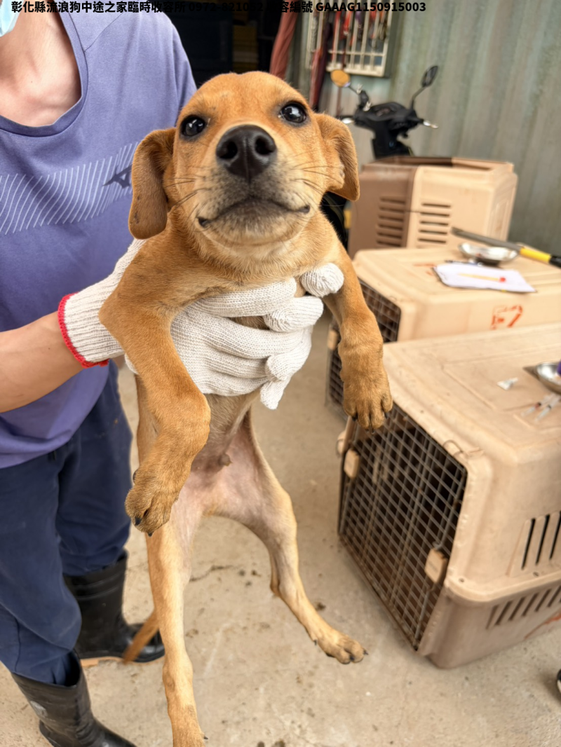 領養小型黃色公犬