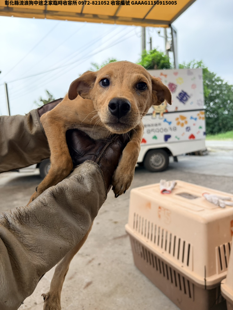 領養小型黃色公犬