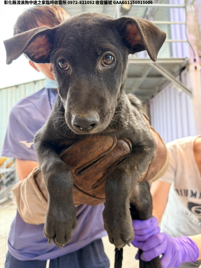領養小型黑色公犬